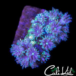 CK KALEIDOSCOPE GALAXIA
