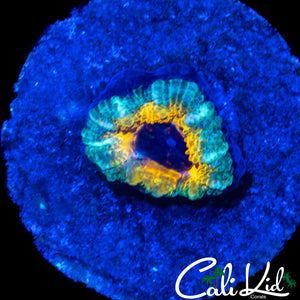 CK YELLOW ABYSS ACAN