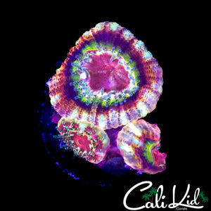 RARE RAINBOW ASIAN ACAN TRIPLE