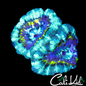 RARE RING ASIAN ACAN DOUBLE