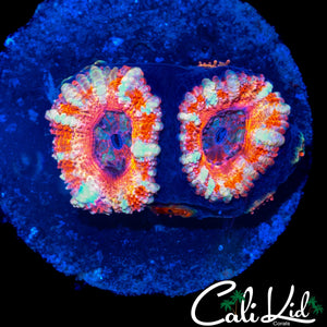 WHITE STRIPE ACAN DOUBLE W/ BABIES