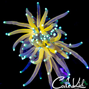 BEAUTIFUL TIGER TORCH