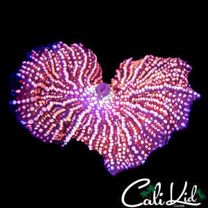 FIREWORKS DISCO MUSHROOM