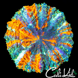 GOLD DUST MEAT CORAL