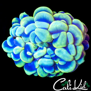 SHOW BUBBLE CORAL
