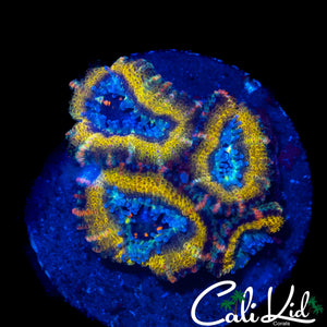 PINK STRIPE RAINBOW ACAN QUAD