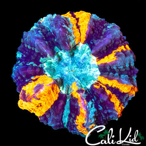RARE 4 COLOR ACANTHO