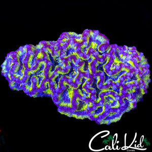 SUPER MAZE RAINBOW ACAN COLONY