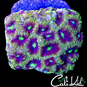 ULTRA RAINBOW FAVIA CHUNK