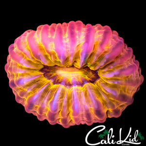 STUNNING RARE RAINBOW CYNARINA