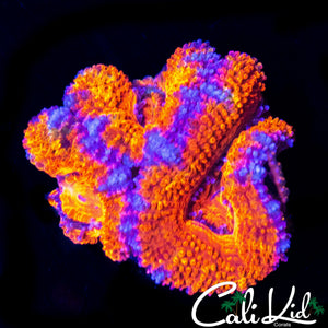 ULTRA RAINBOW ACAN LORD TRIPLE