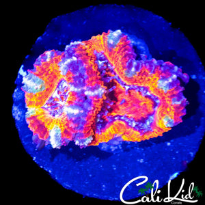 ULTRA RAINBOW ACAN DOUBLE