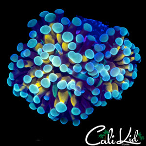 CK INTERLIGHT HAMMER