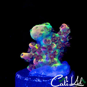 GRAFTED GOLDEN ROD ANACROPORA