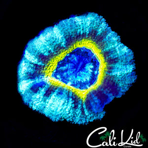 XL ASIAN ACAN
