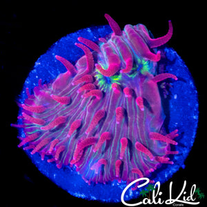 ULTRA RAINBOW DIASERIS