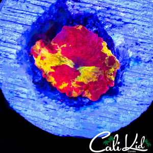 SICK PATTERN ECLECTUS MUSHROOM