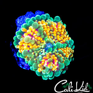CK ACID TRIP MUSHROOM