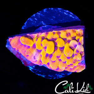 CK BUBONIC MONTI