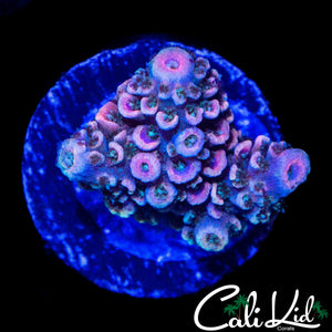 MYSTERY RAINBOW ACRO