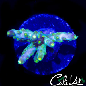 CK GALACTIC RIDER ACRO