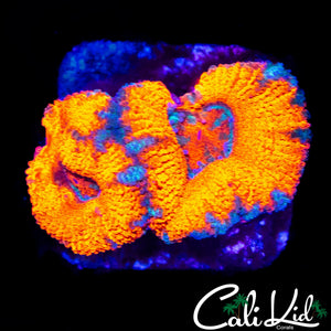 CHUNKY RAINBOW ACAN DOUBLE