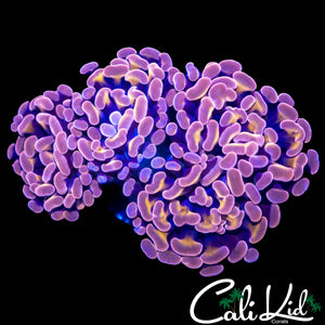 CK LAKERS HAMMER MINI COLONY