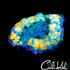 RARE RAINBOW PERSIAN RUG MUSHROOM