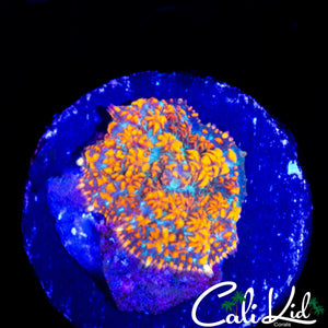 MYSTERY RHODACTIS MUSHROOM