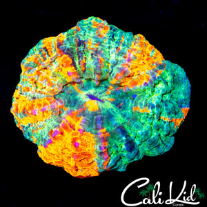 RARE PATTERN ACANTHO