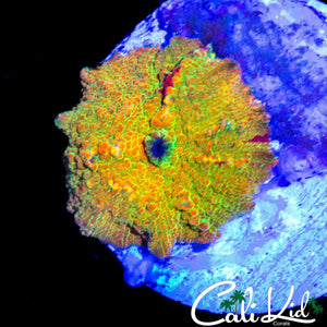 RAINBOW ECLECTUS MUSHROOM