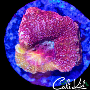 PEACH BOWERBANKI MORPH