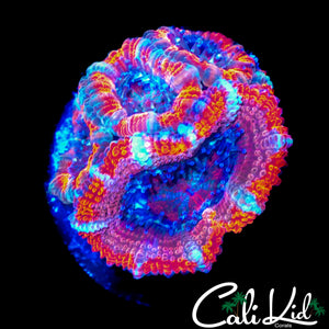 ULTRA RAINBOW ACAN QUAD
