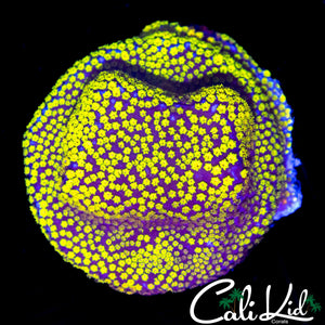RR RAINBOW MONTI CHUNK