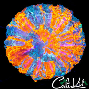 TRI COLOR MEAT CORAL