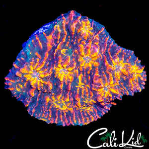 CK UNRELEASED WATERCOLOR CHALICE (RARE)