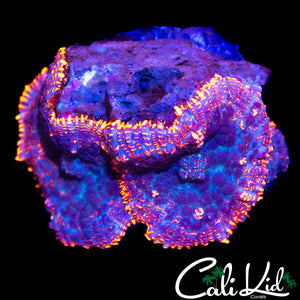FLAME RIM RHODACTIS DOUBLE