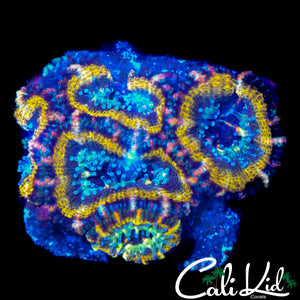 PINK STRIPE RAINBOW ACAN CHUNK