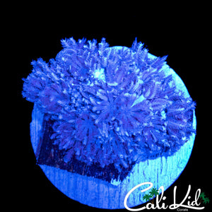 PULSATING XENIA MINI COLONY