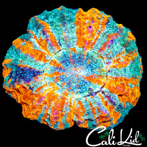 AMAZING FAIRY DUST ACANTHO