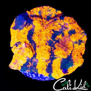 ULTRA PATTERN CHALICE CHUNK