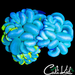 RARE SPLATTER BUBBLE CORAL TRIPLE HEAD