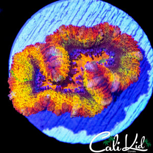 CK ABERRAMA GOLD ACAN