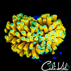 TEAL TIP BANANA TORCH