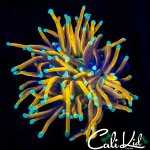 AQUACULTURED MALAY K TORCH