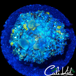CK CIRCUS BOUNCE MUSHROOM