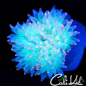 TRANSLUCENT PINK TIP ANEMONE