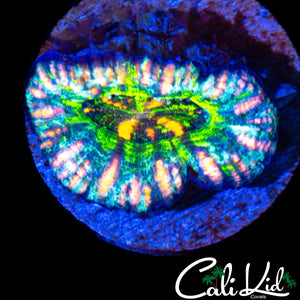 ULTRA RAINBOW BUTTON SCOLY