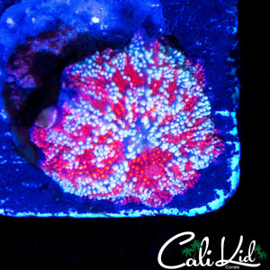 RED DEVIL MUSHROOM