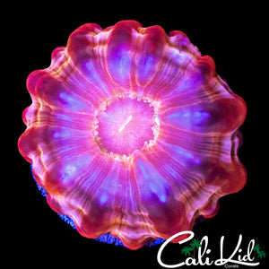 TWILIGHT ZONE TRANSLUCENT CYNARINA